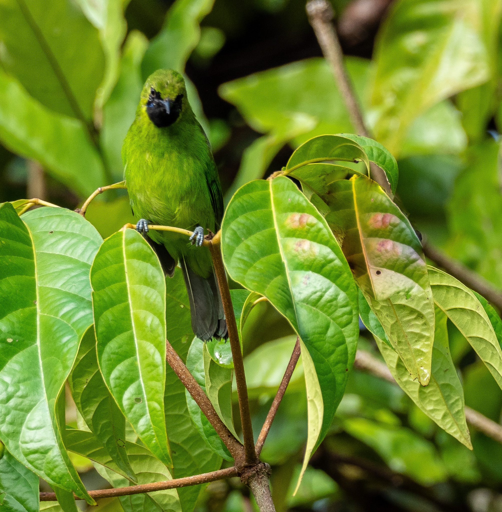 Lesser Green Leafbird